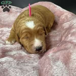 Cassie, Mini Goldendoodle Puppy